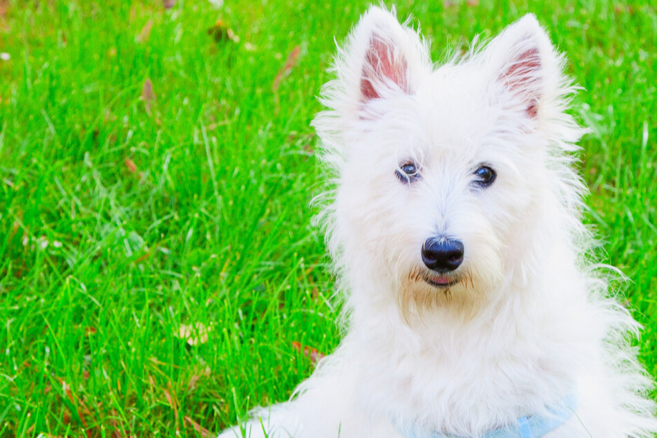 Determined dog walked 37 miles home on its own four paws after being left behind