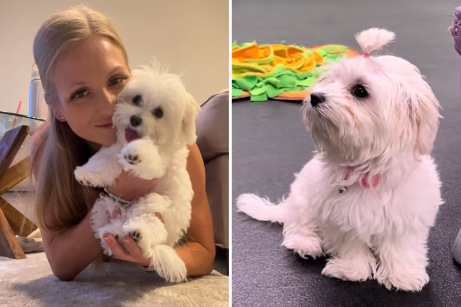 Puppy wants to make friends at socialization class – then the heartbreaking truth sinks in