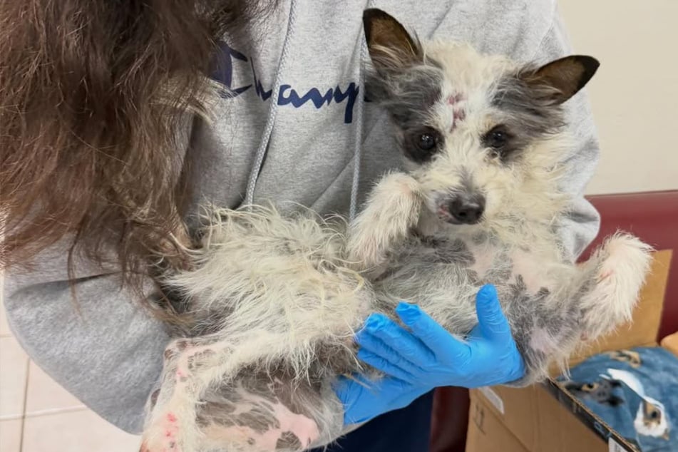 Stray dog hit by car has heartbreaking reaction to rescuers: "He just lay there stunned"
