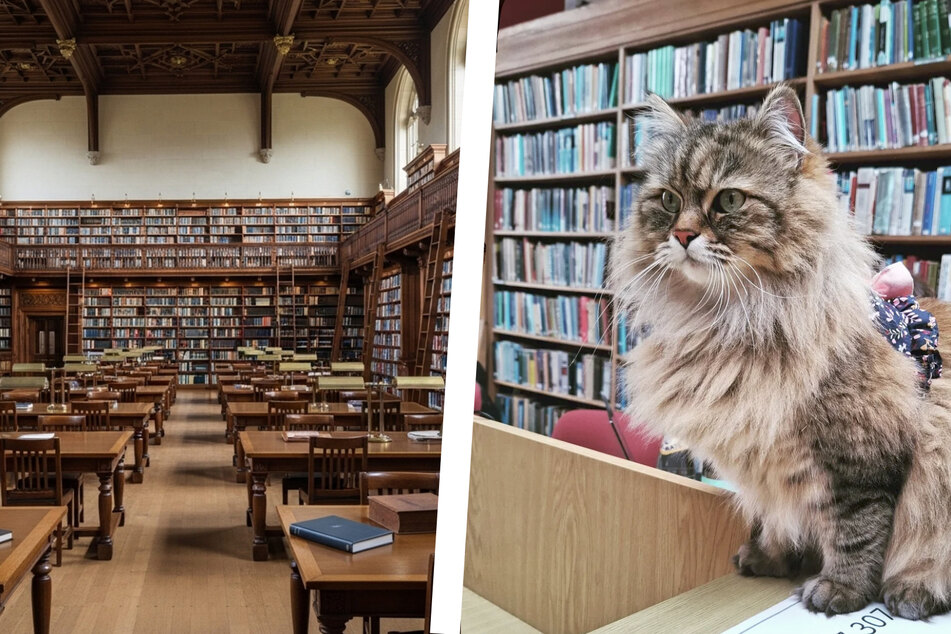 Cat librarian of Oxford University goes viral, and the pictures are unmissable