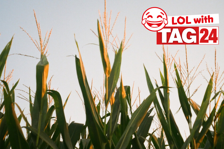 Today's Joke of the Day is corny!
