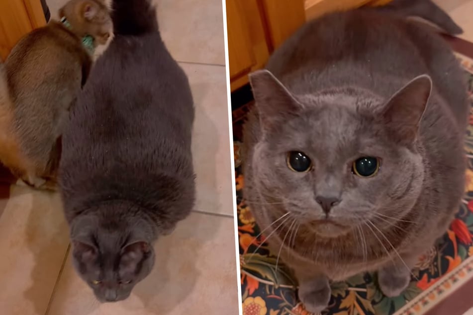 Sasha the cat has reportedly been "on a weight loss journey" ever since Chu rescued her from an abusive home a year ago.