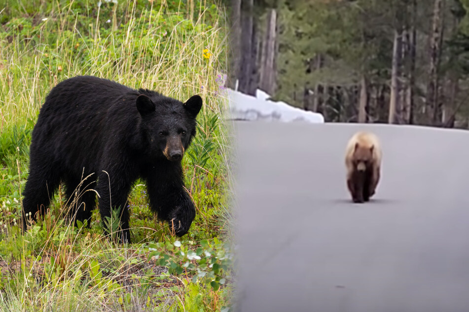 Jogger was prepared for the black bear closing in on him: "I'm not your food!"
