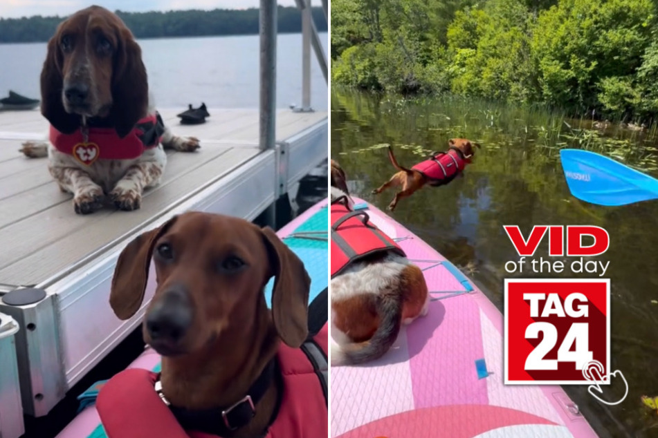 Viral Video of the Day for July 15, 2024: Wiener dog jumps into water on urgent duck chase!