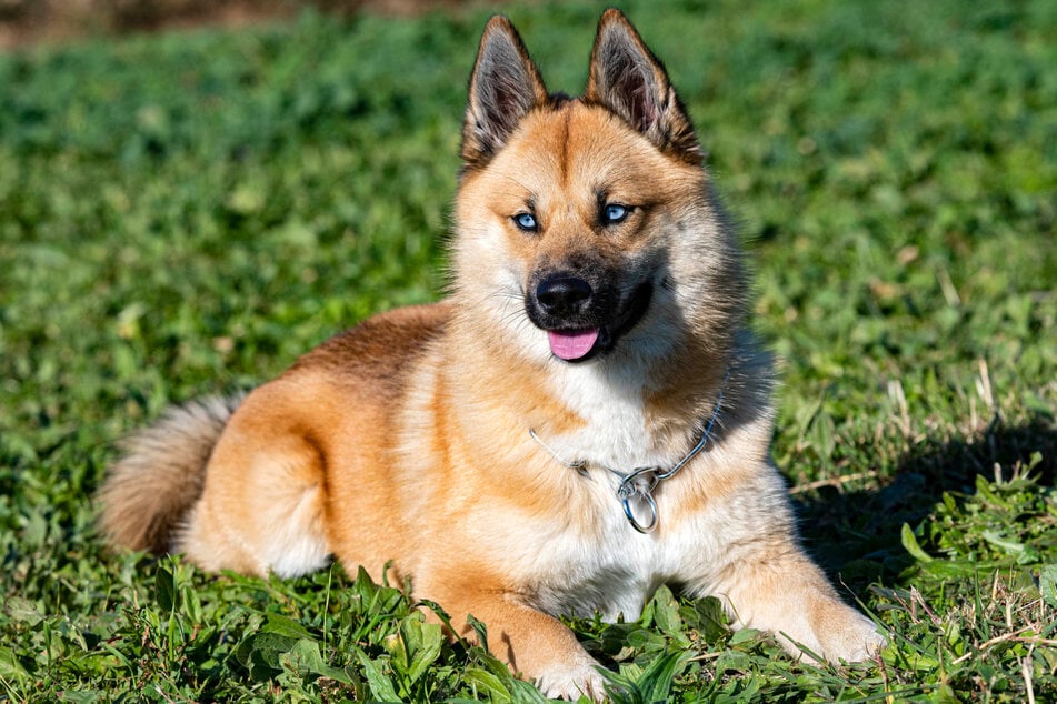 This Pomsky shows: the coat of the designer dog does not necessarily have to be black and white.