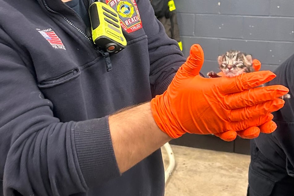 The kittens found in the truck were very young but are doing just fine.