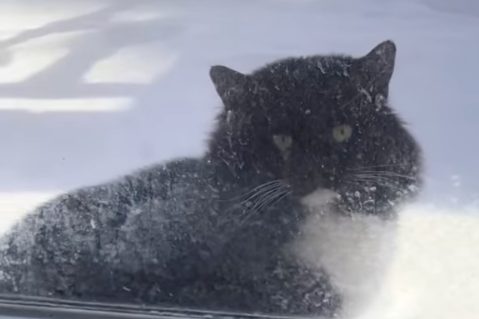 A tuxedo cat shot with a BB gun learns to trust again thanks to patient rescuers.