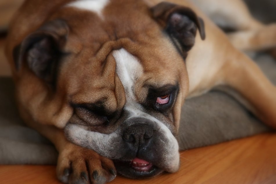 If additional symptoms occur alongside yellow vomiting, this may indicate serious illness in your dog.