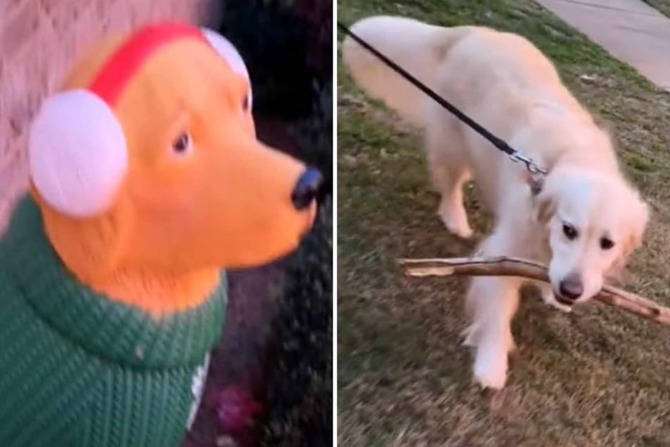 Dog tries to "befriend" a piece of Christmas lawn decor in hysterical clip: "So pure"