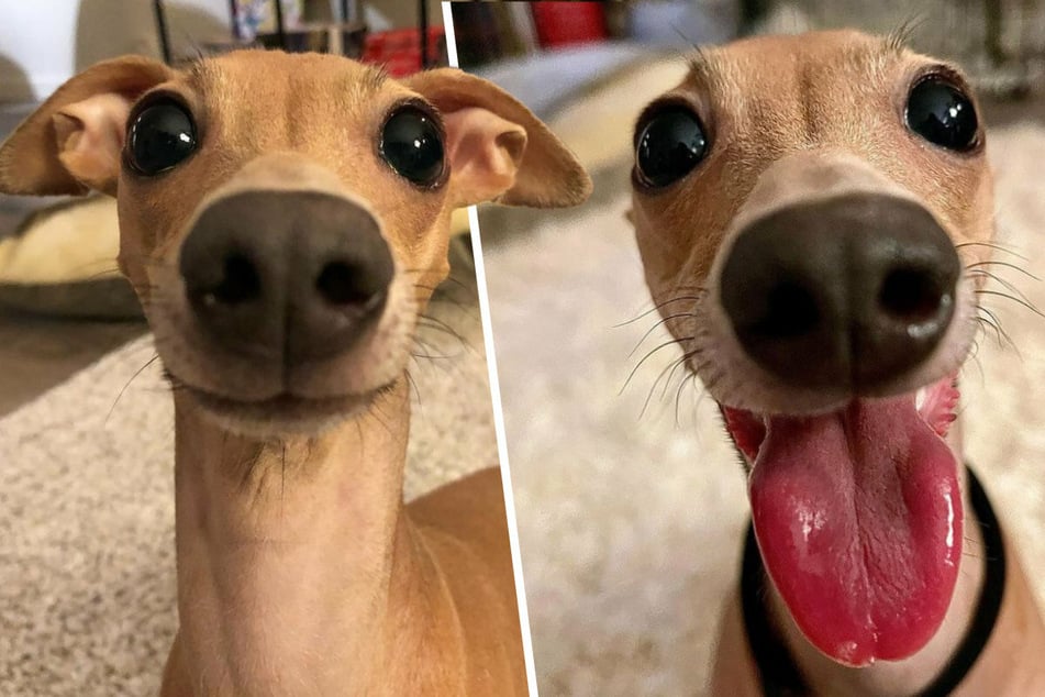 Bat-like ears, bugged-out eyes, and a long tongue: with traits like these, Honey has become famous around the world.