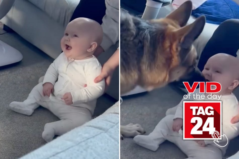 Viral Video of the Day for February 27, 2025: Baby reacts to German shepherd's zoomies