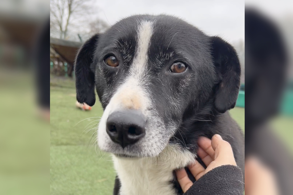 After years of training and lots of affection, Solly is finally letting his rescuers pet him.