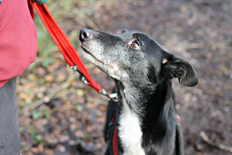 If dogs are afraid when being walked, the person on the leash should give them a sense of security.