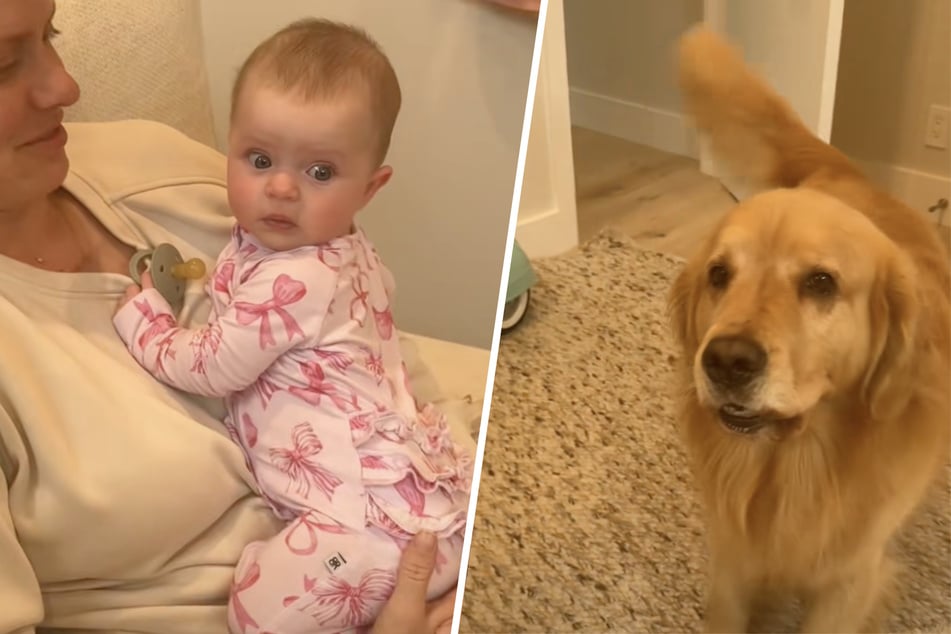 Dog throws epic temper tantrum when he sees baby getting more attention from mama