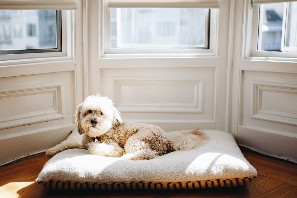 The particles that trigger dog allergies can be found on anything that your pooch touches.