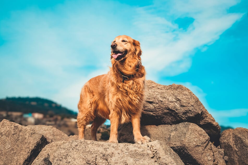Have you ever seen anything more majestic than a golden retriever?