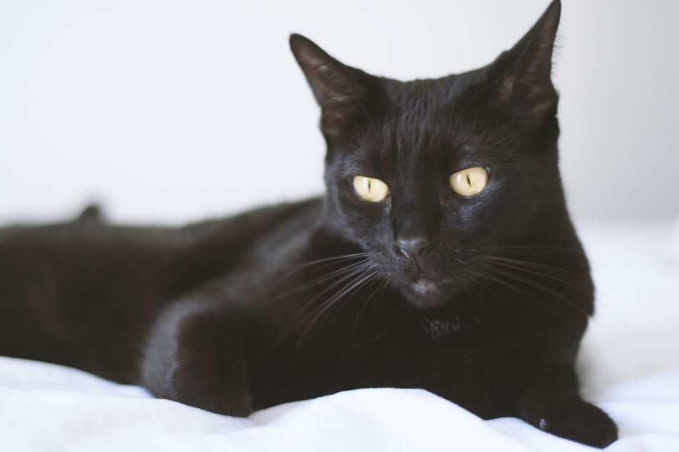 Bombays might be sweet and friendly, but they can get quite testy as well.