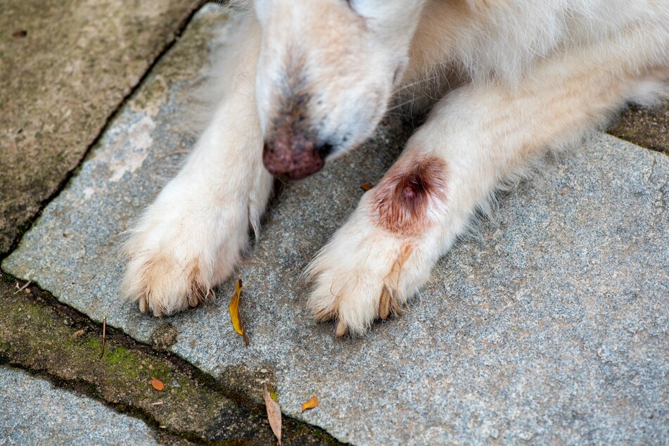 Lice can be extremely unpleasant both for you and for your dog.