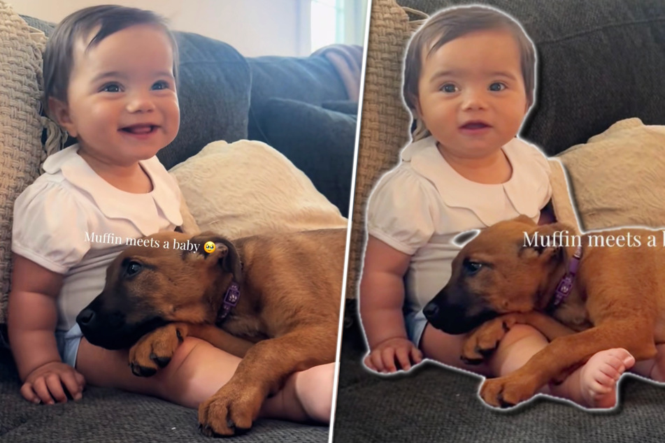 National Pet Day: Puppy's reaction to meeting toddler for the first melts hearts on TikTok