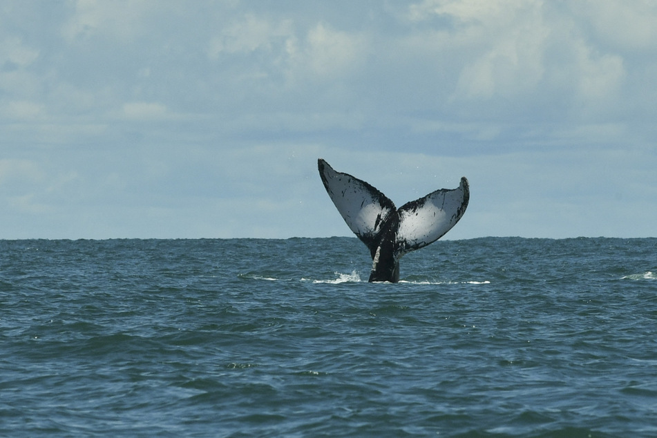 Protecting and working to increase whale populations may be another way to fight global warming.