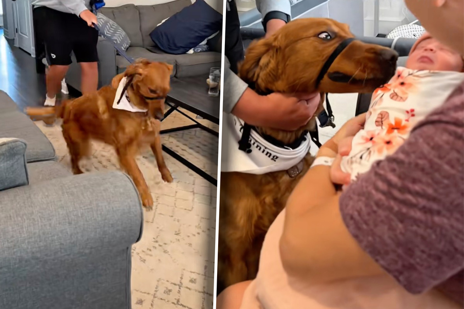Dog owners worry their pup will be a danger to the baby – but his "crimes" end up being pretty adorable