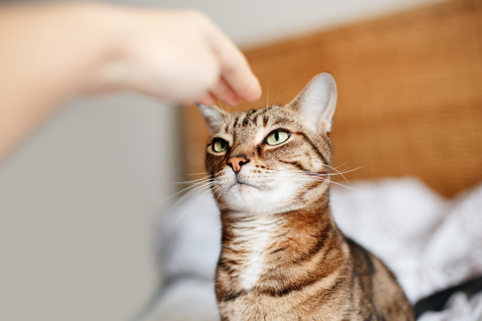 If you want to arouse the interest of a cat as quickly as possible, you should do more than just call for them! (Symbol photo)