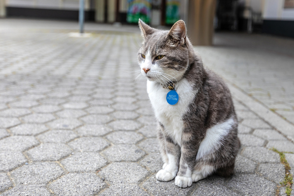Cats with suitable identification can return home more quickly.
