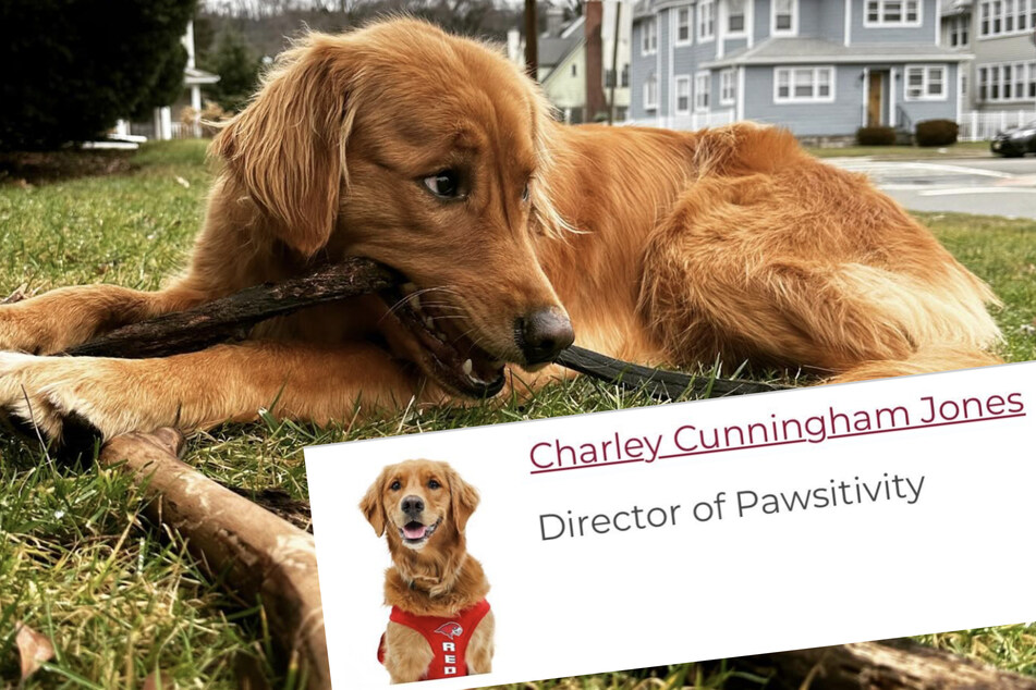 This cuddly golden retriever named Charley has been awarded a very important role as a staff member of a college basketball team in New Jersey!