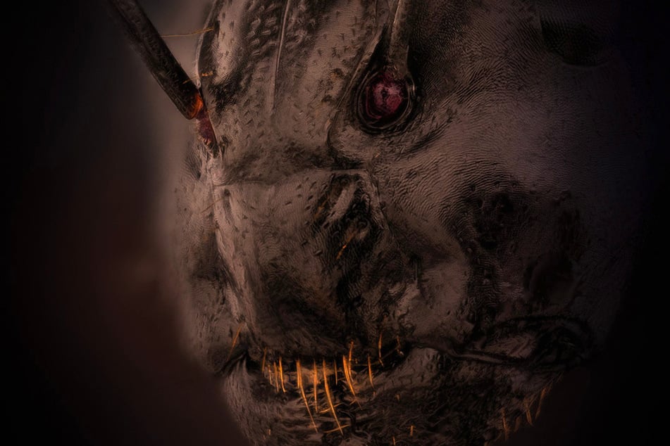 A close up photo of the face of an ant, an entry into photography company Nikon's recent Small World Photomicrography Competition, has gone viral.