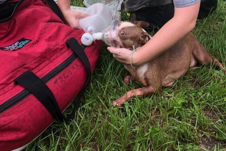 Delivery driver's 911 call saves puppies from flames at a home in Florida