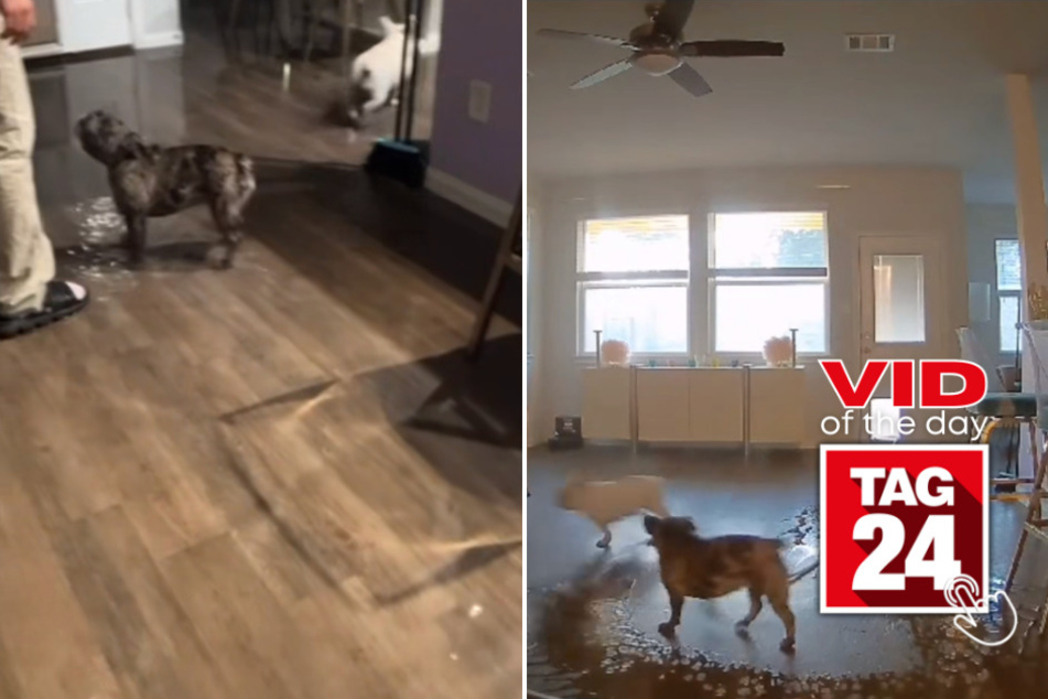 Viral Video of the Day for July 22, 2023: Sneaky dogs flood owner's home