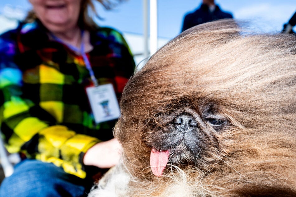 Wild Thang was voted the "World's Ugliest Dog" in 2024. He suffered permanent damage from a viral disease as a puppy and was the only one of his litter to survive.
