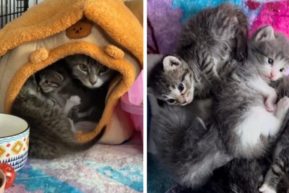 Young cat Giselle and her kittens have found a safe foster home with 19-year-old Gaby.