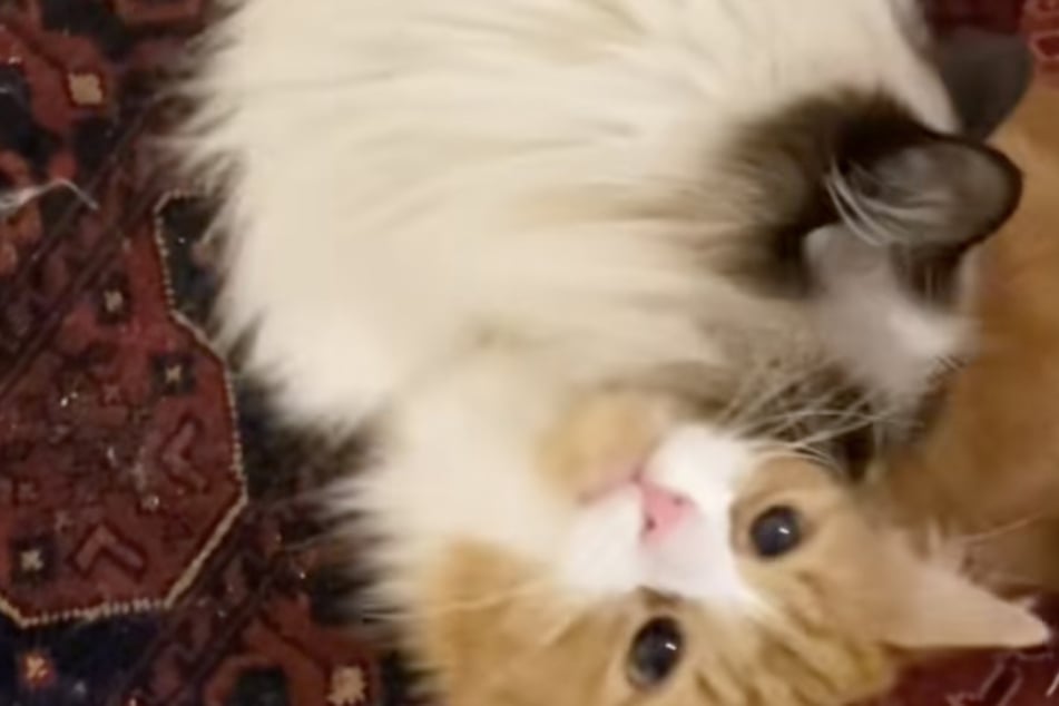 Neemo the cat has had enough of Cheese's meows.