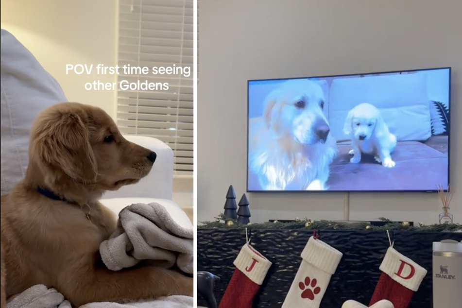For dog parents, there are many magical "firsts" in the first year of life – fortunately, Shadow the puppy's owners caught one on video in a heartwarming viral clip!