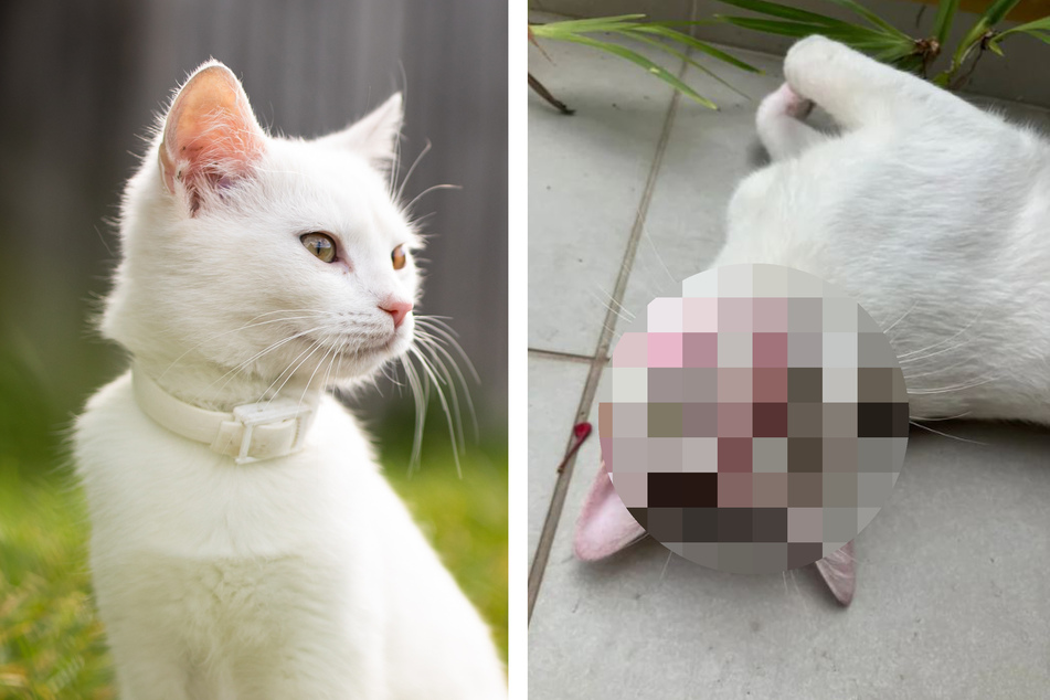 Woman's cat returns home with a curious case of kissy-face
