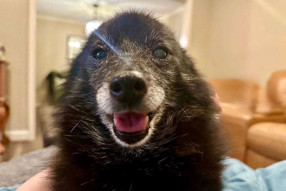 Lady Izabella woke up her owner at 5 AM to alert him about a little accident she had in her old age.