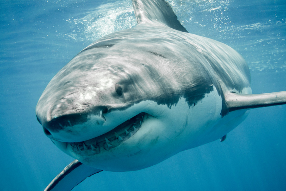 The size of the bite marks on Steve indicate that the shark that munched on him may be 20 feet long.