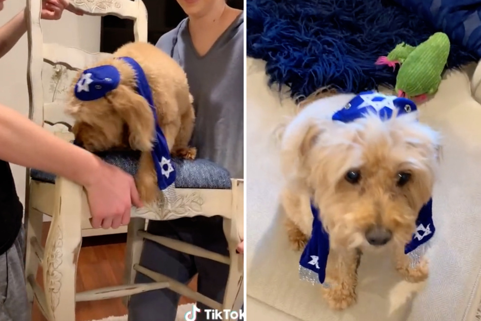 Florida siblings throw a bark mitzvah for their dog!