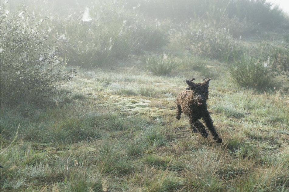 Barbets like to run around and have fun.