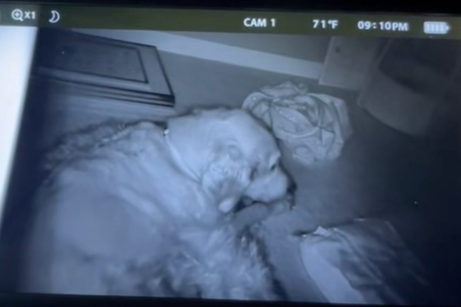 Golden Retriever dog Boomer was determined to protect the baby and snuck into the nursery.