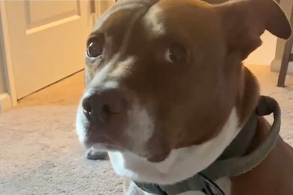 Dierks was not happy about his new baby sibling!