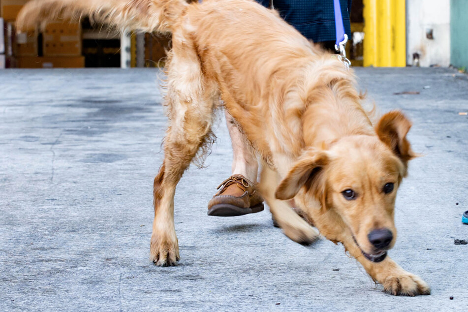 Golden retriever puppies rescued from Chinese meat market land in Miami