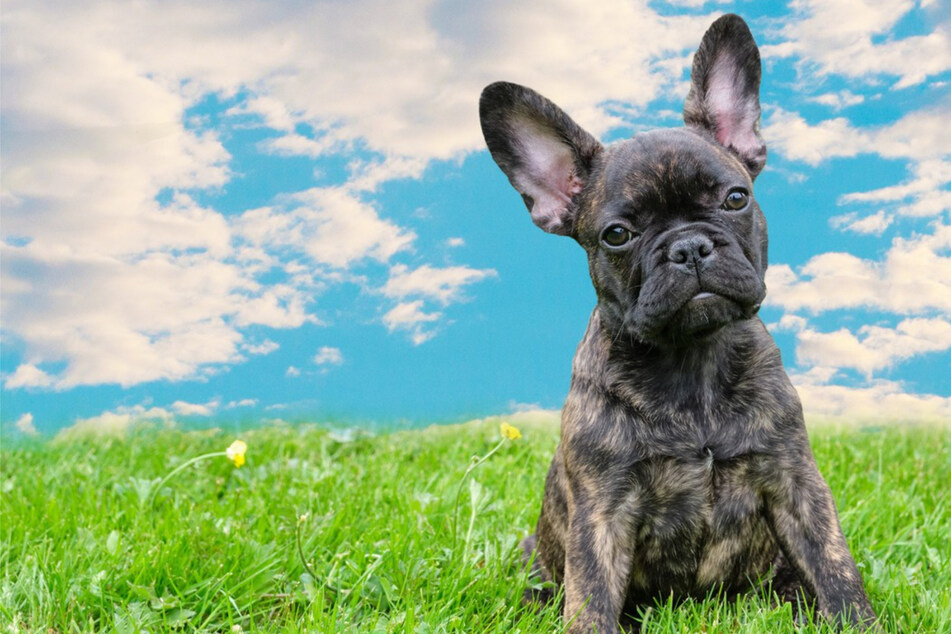 What are the best male dog names in the world?