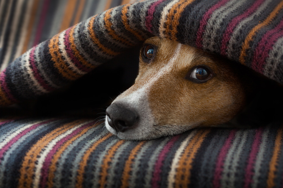 WHO experts say they do not know whether dogs can transmit the infection to other humans once they have been infected (stock image).