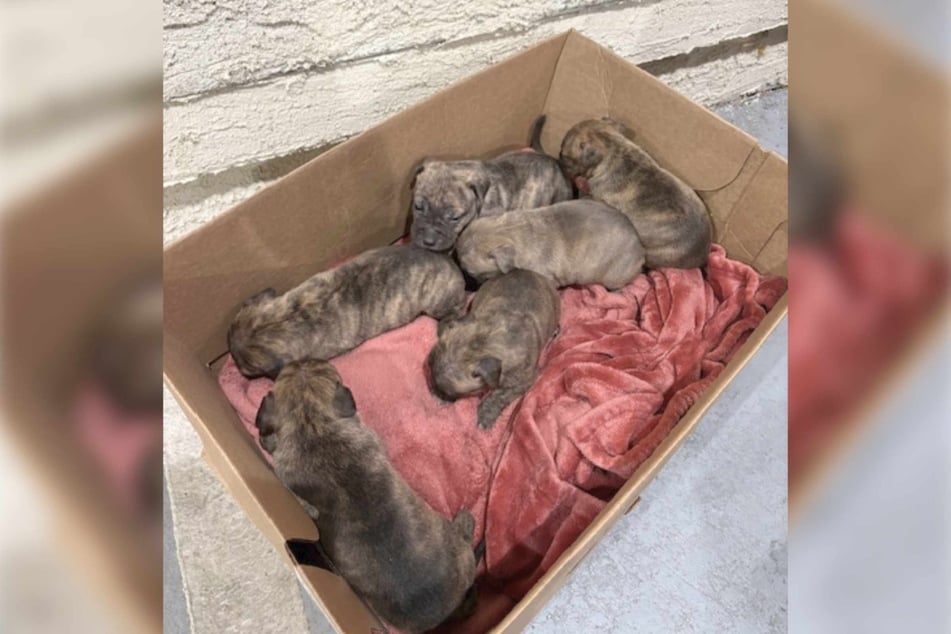 A man discovered six newborn puppies that had been abandoned in a parking garage shortly after Christmas.