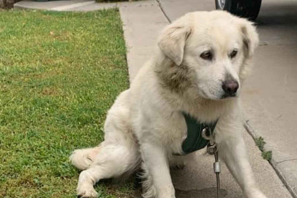 Couple hears dog howling desperately in the middle of the night and are soon speechless!
