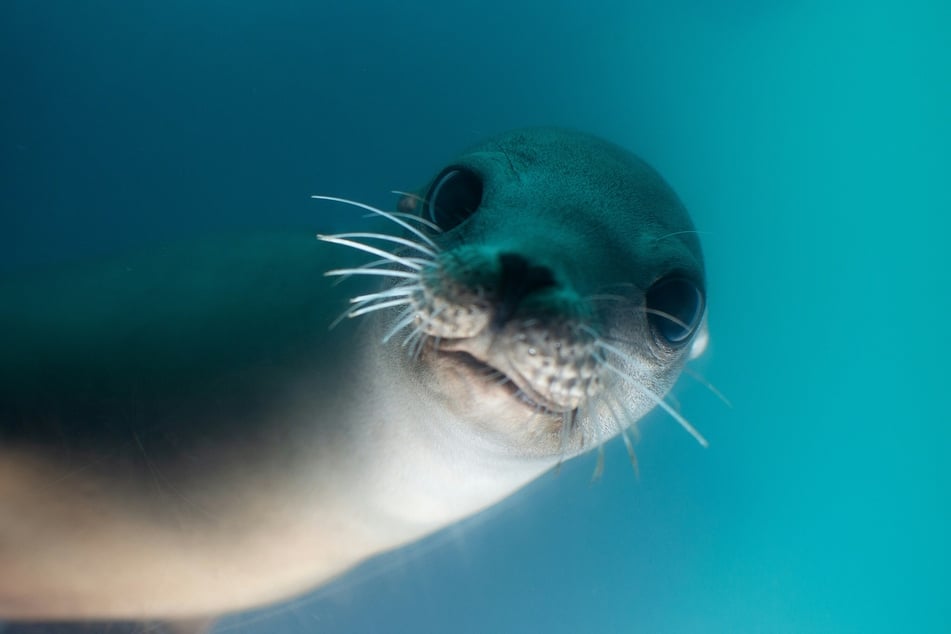 Sea lions have attacked a number of people in southern California, likely due to ongoing issues with algal blooms.