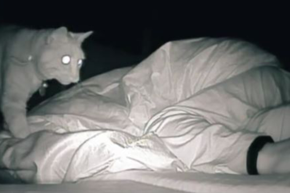 Woman is dumbstruck when she finds out what her cat has been doing at night