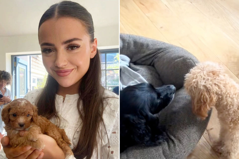 Juno the puppy was so excited to play with her "older aunt" – but the Labrador wasn't feeling the same way!